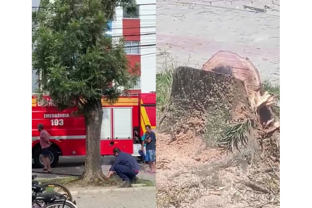 VÍDEO: Árvore pega fogo ‘sozinha’ e mistério intriga moradores em SC