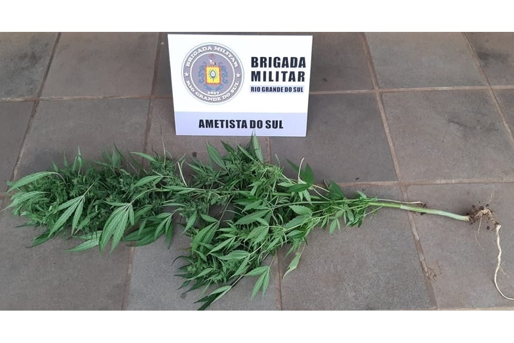 BM prende homem e apreende dois pés de maconha em Ametista do Sul