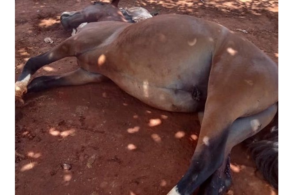 Cavalos são mortos a tiros em Cruz Alta