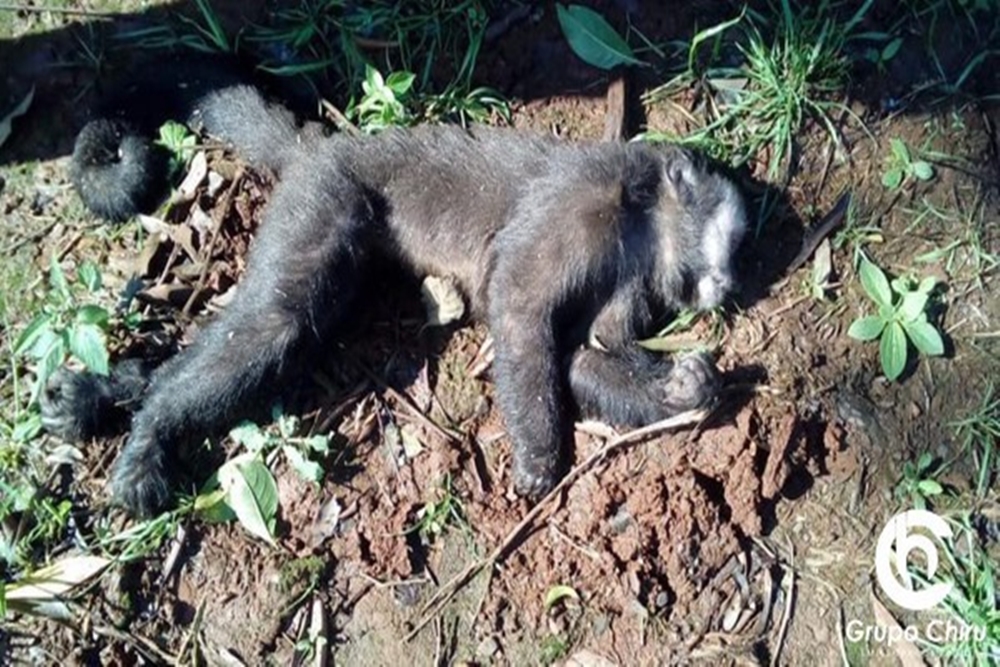 SC confirma primeiro caso de Febre Amarela em humanos