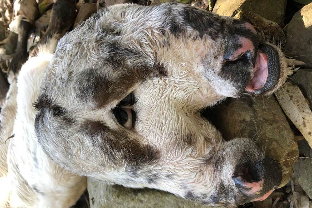 Morre bezerro nascido em uma propriedade rural de Ametista do Sul