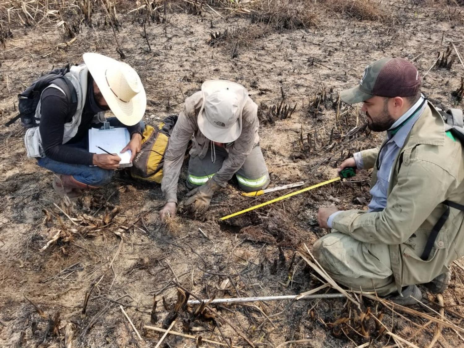 Força-tarefa investiga número de animais mortos no Pantanal