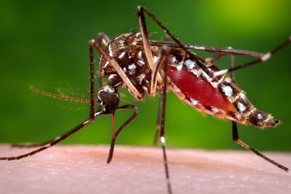 Terceiro caso de dengue é confirmado em Boa Vista das Missões