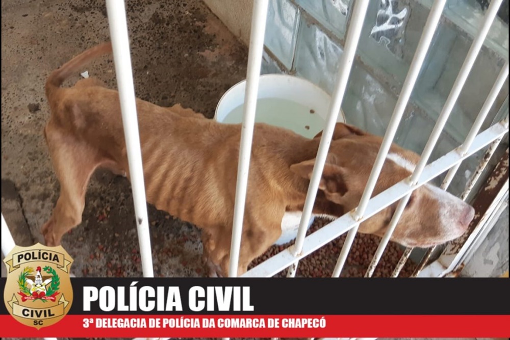 Homem é preso por maus-tratos a animais e por submeter criança a constrangimento em Chapecó