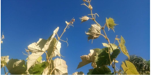 Aplicadores de agrotóxicos cadastrados no Rio Grande do Sul já são mais que o dobro do ano passado