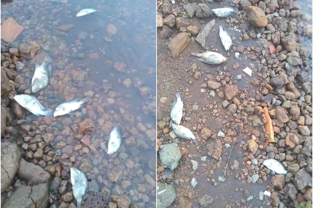 Peixes estão sendo encontrados mortos na barragem do Rio Passo Fundo