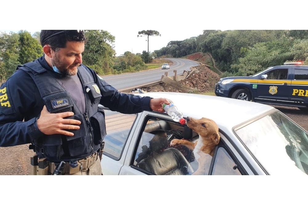 VÍDEO: Cães deixados em carro acidentado recebem alimento e água de policiais na BR-282