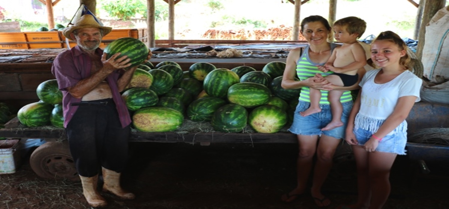 Produção de melancia diversifica e gera renda para família frederiquense