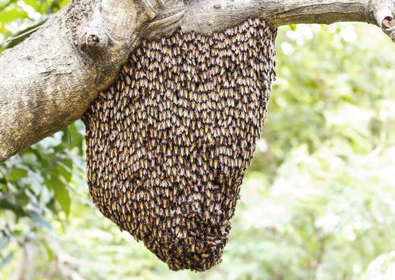 HOMEM MORRE EM DECORRÊNCIA A ATAQUE DE ABELHAS NO INTERIOR DE ALPESTRE.