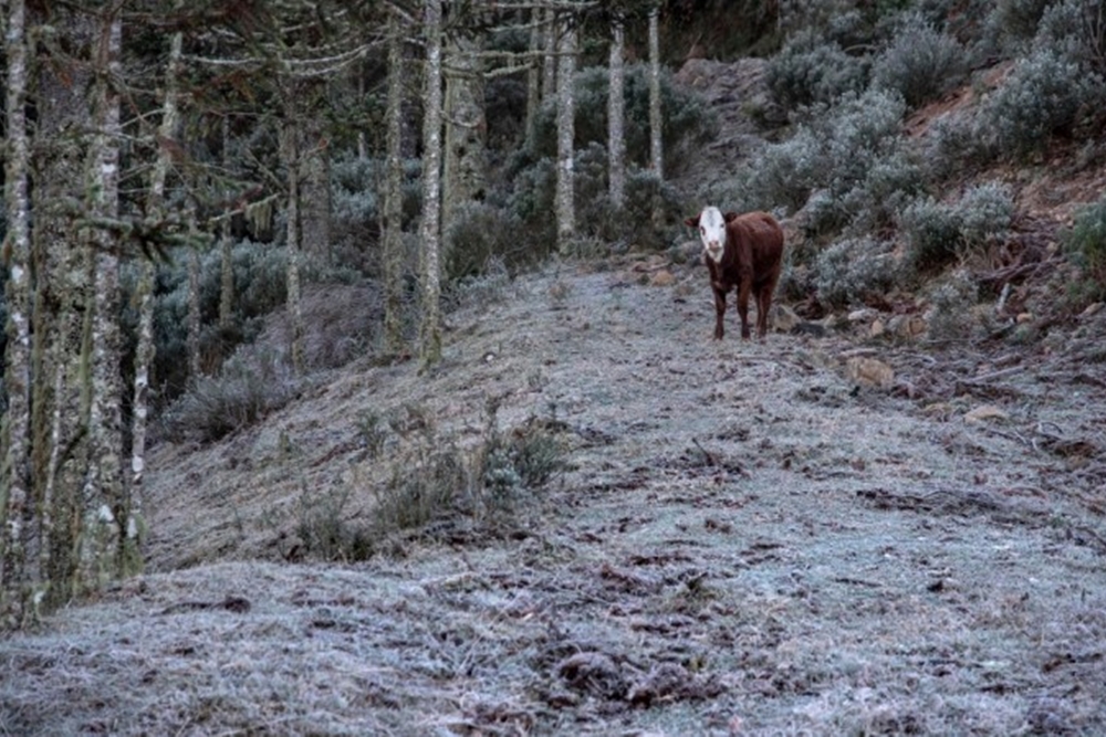 Estado terá frio e possibilidade de geadas nos próximos dias