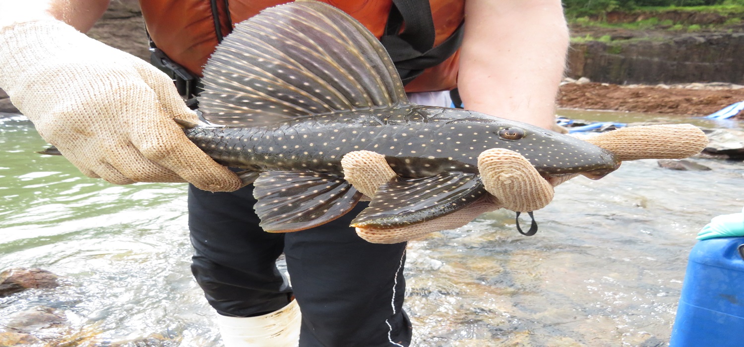 Os peixes regatados são desenvolvidos ao Rio Uruguai