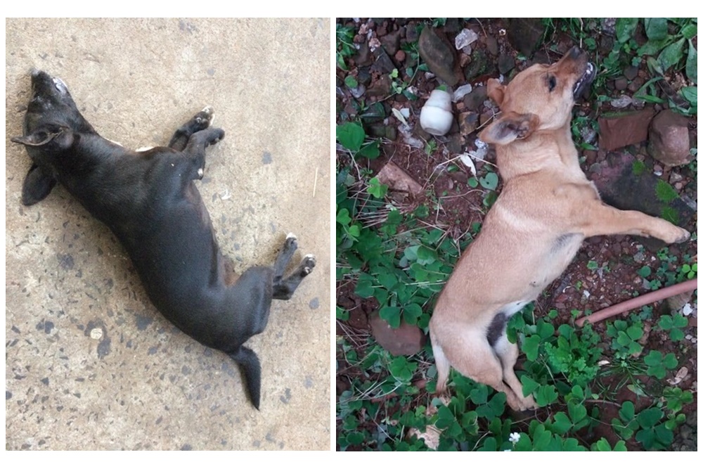 Cães encontrados mortos com suspeita de envenenamento em Ametista do Sul, gerou revolta nas redes sociais