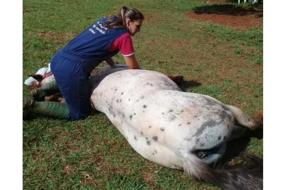 Égua prenha é sacrificada após ser atingida por tiro em Ijuí