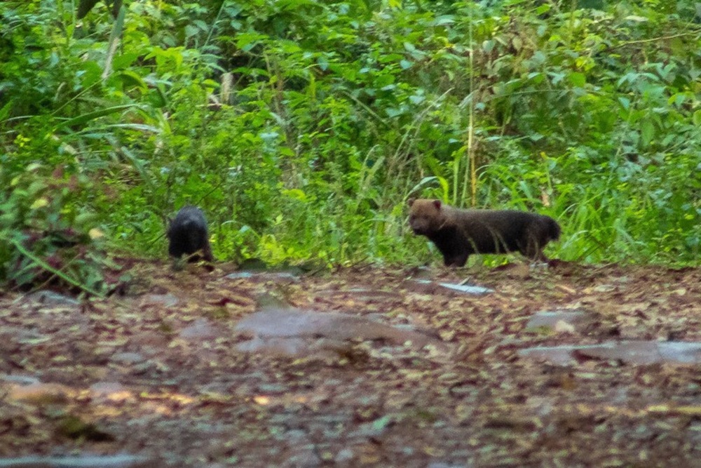 Parque Estadual do Turvo faz registro inédito de espécie ameaçada de extinção