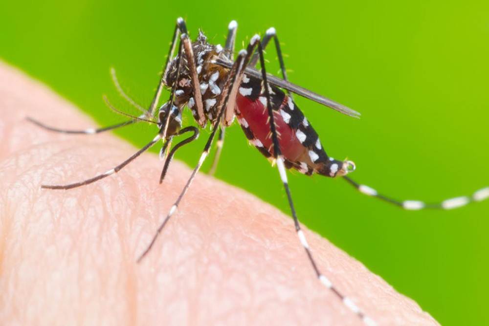 Brasil registra quase 600 mil casos confirmados de dengue em 2019