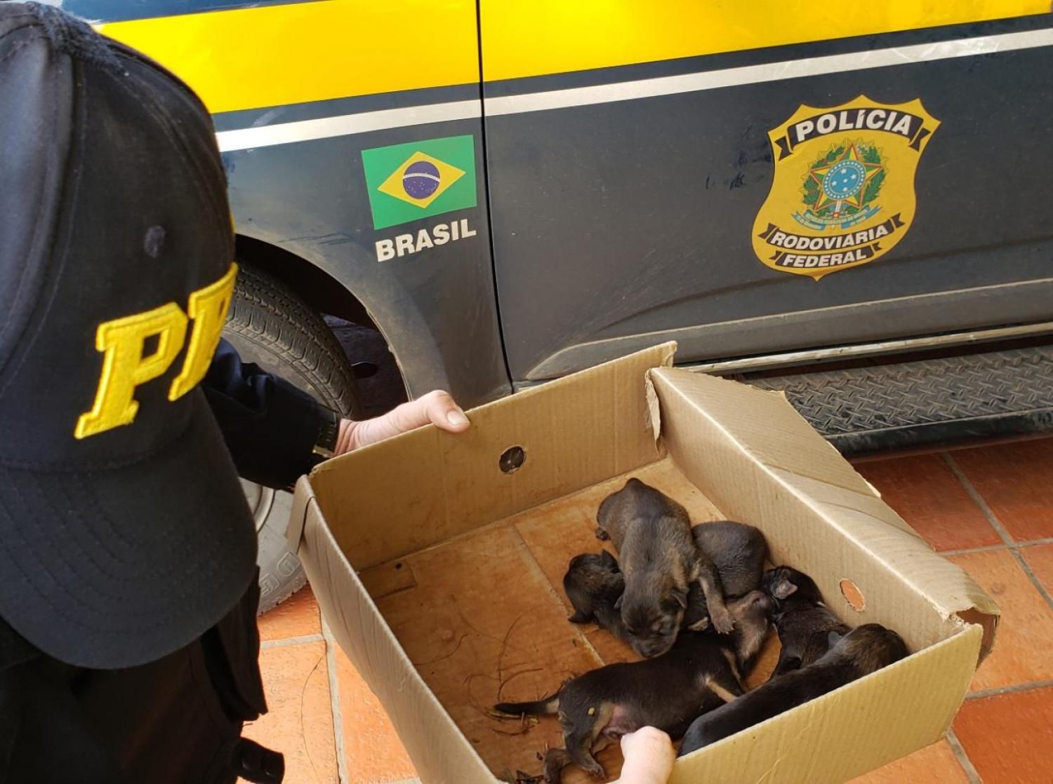 PRF resgata filhotes de cachorro na BR-386