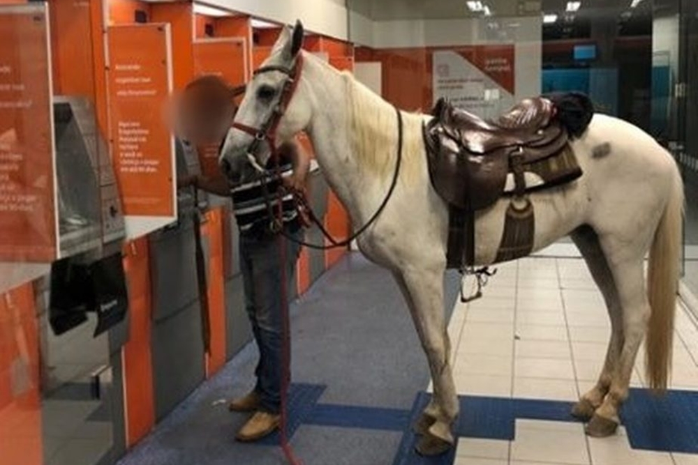 Dono leva cavalo para dentro de agência bancária e imagem viraliza