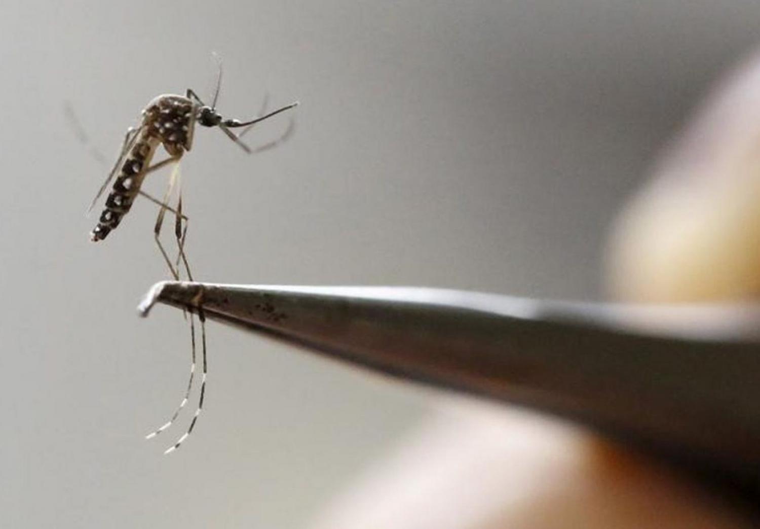 Notificações de zika vírus aumentam no País em relação a 2022