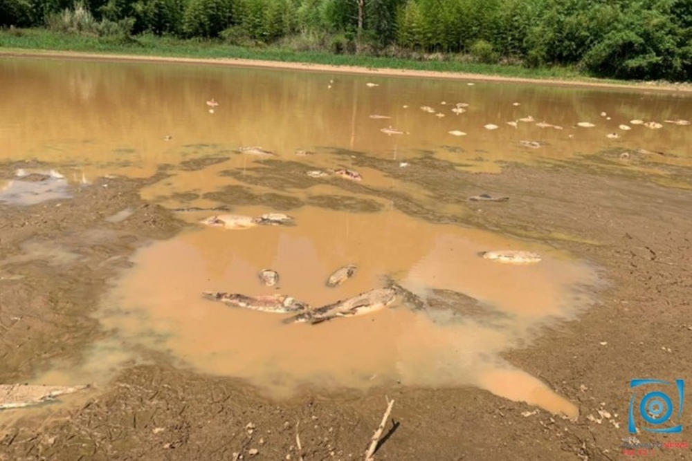 Seca causa mortandade de peixes no interior de Passo Fundo