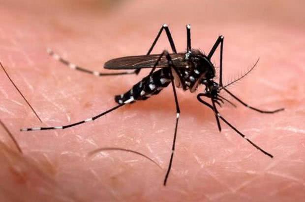 Quantidade de Aedes aegypti deixa região em alerta para epidemia